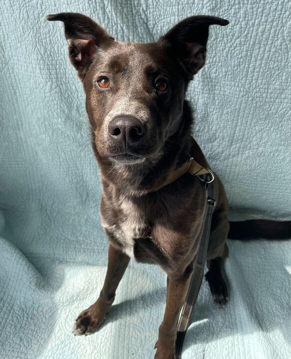Enlarge Buck, a ADOPTABLE Mixed Breed in Jackson, MI image 1/6