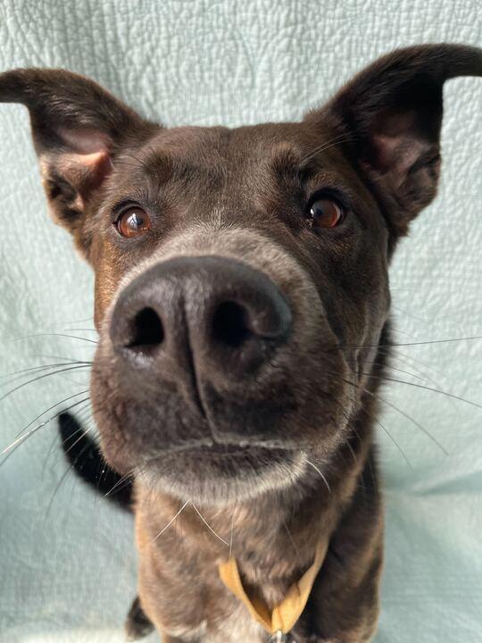 Enlarge Buck, a ADOPTABLE Mixed Breed in Jackson, MI image 6/6