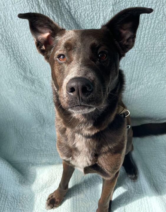 Enlarge Buck, a ADOPTABLE Mixed Breed in Jackson, MI image 4/6