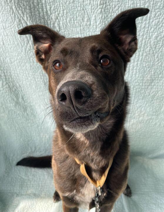 Enlarge Buck, a ADOPTABLE Mixed Breed in Jackson, MI image 5/6