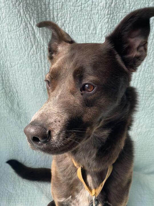 Enlarge Buck, a ADOPTABLE Mixed Breed in Jackson, MI image 3/6