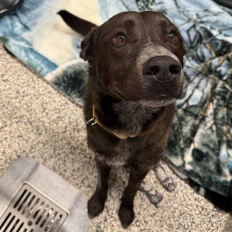 Buck, a ADOPTABLE Mixed Breed in Jackson, MI image 3/3