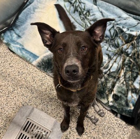 Buck, ADOPTABLE, Adult Male Mixed Breed.