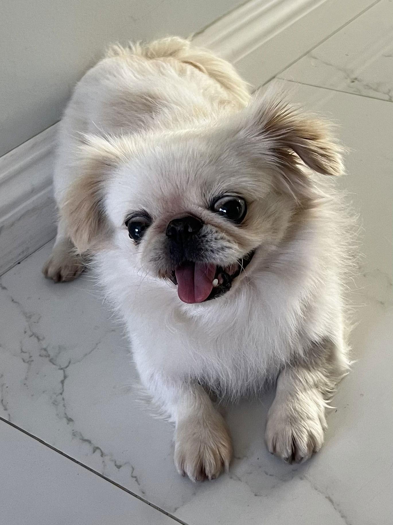 Enlarge Jojo, a Adoptable Pekingese in Santa Ana, CA image 1/3
