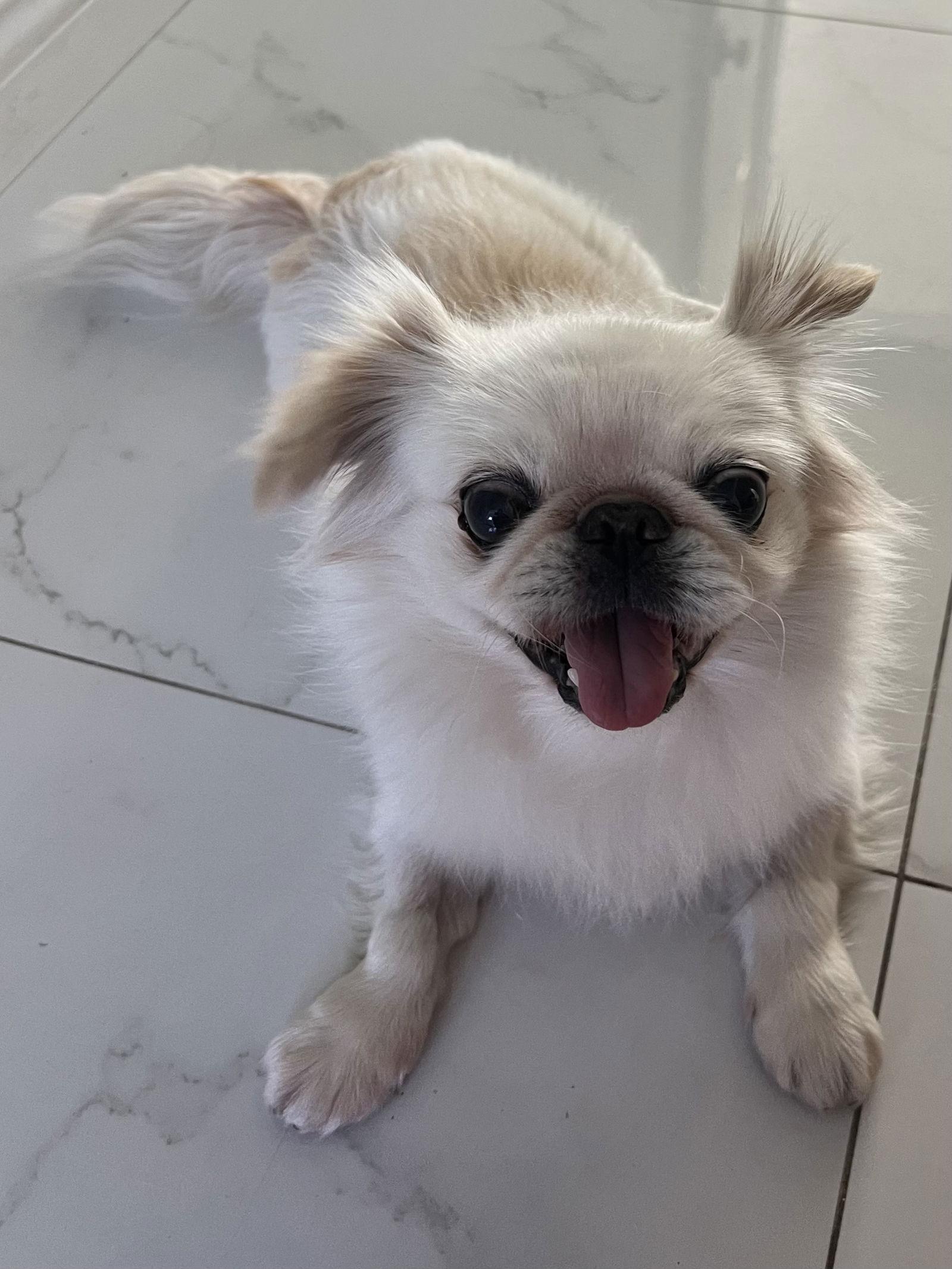 Jojo, Adopted, Adult Male Pekingese.