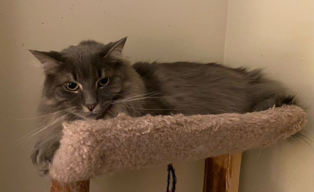 Enlarge Galaxy, a Adoptable Domestic Long Hair in Pickering, ON image 2/4