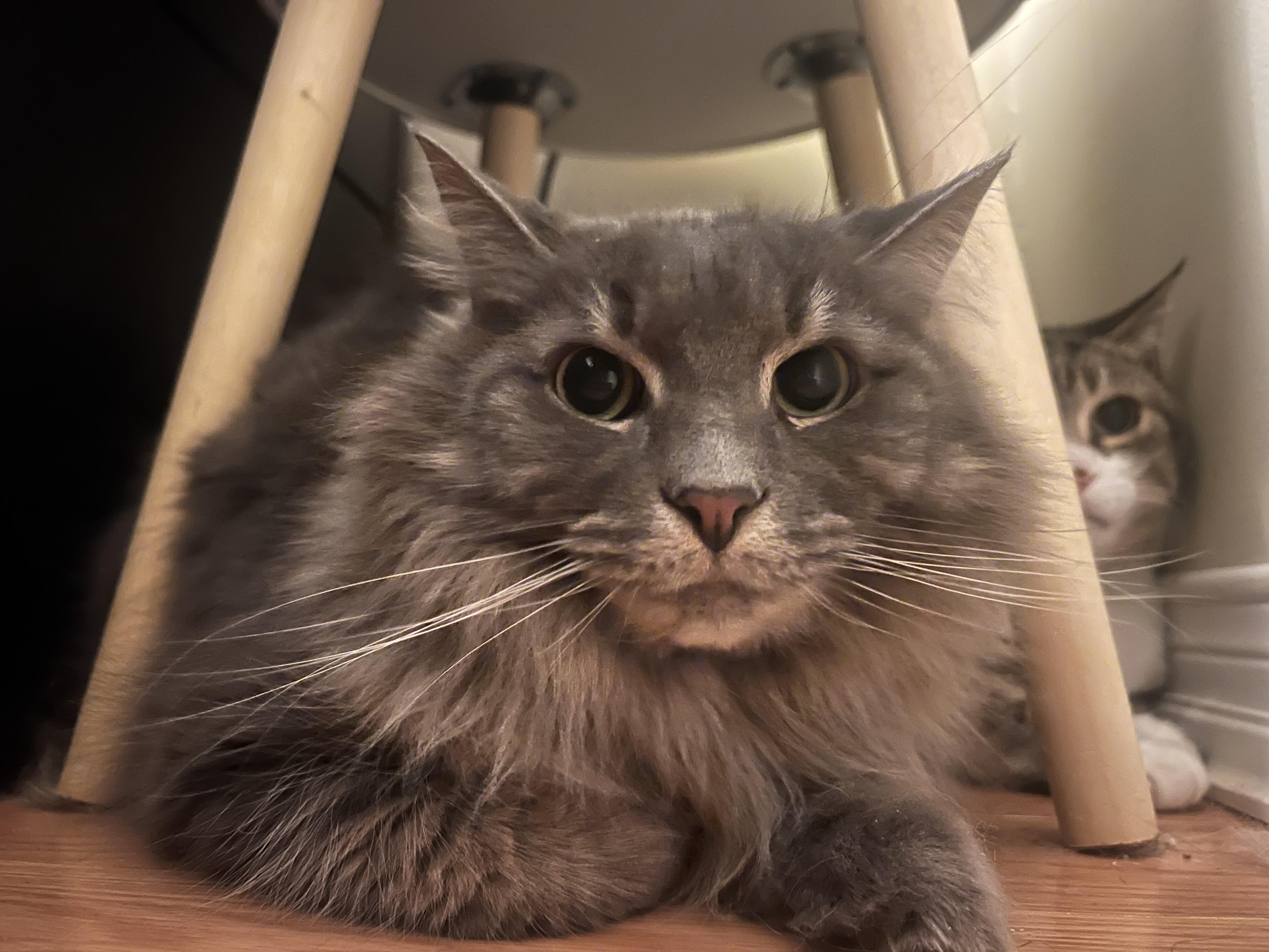 Enlarge Galaxy, a Adoptable Domestic Long Hair in Pickering, ON image 1/4