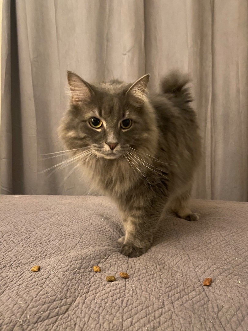 Enlarge Galaxy, a Adoptable Domestic Long Hair in Pickering, ON image 3/4