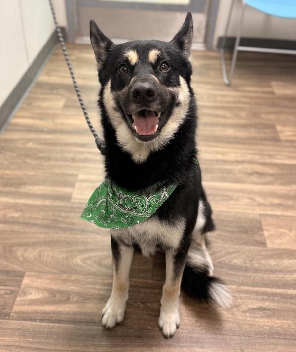 Crispin, Adoptable, Adult Male German Shepherd Dog & Siberian Husky.