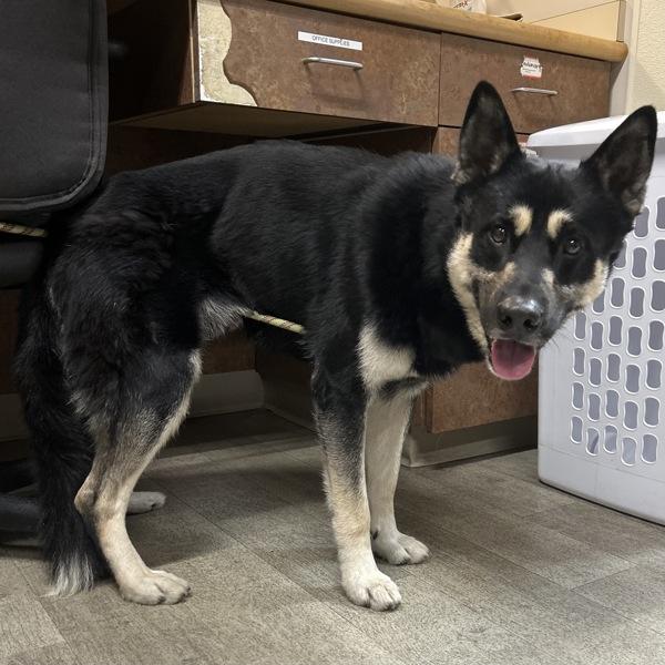 Enlarge Crispin, a Adoptable mixed breed in San Diego, CA image 2/2