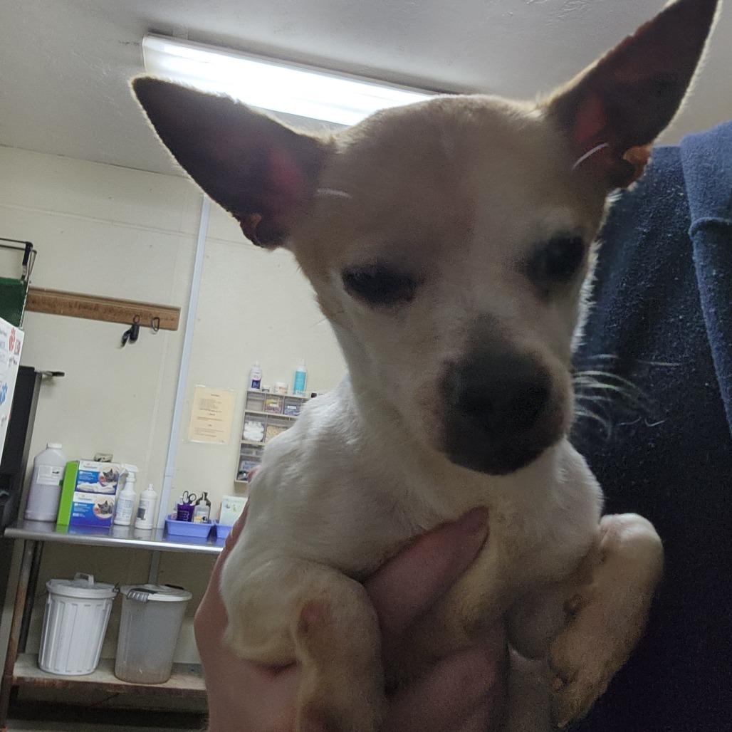 Enlarge Sunshine, a Adoptable Chihuahua in Bryan, TX image 1/1