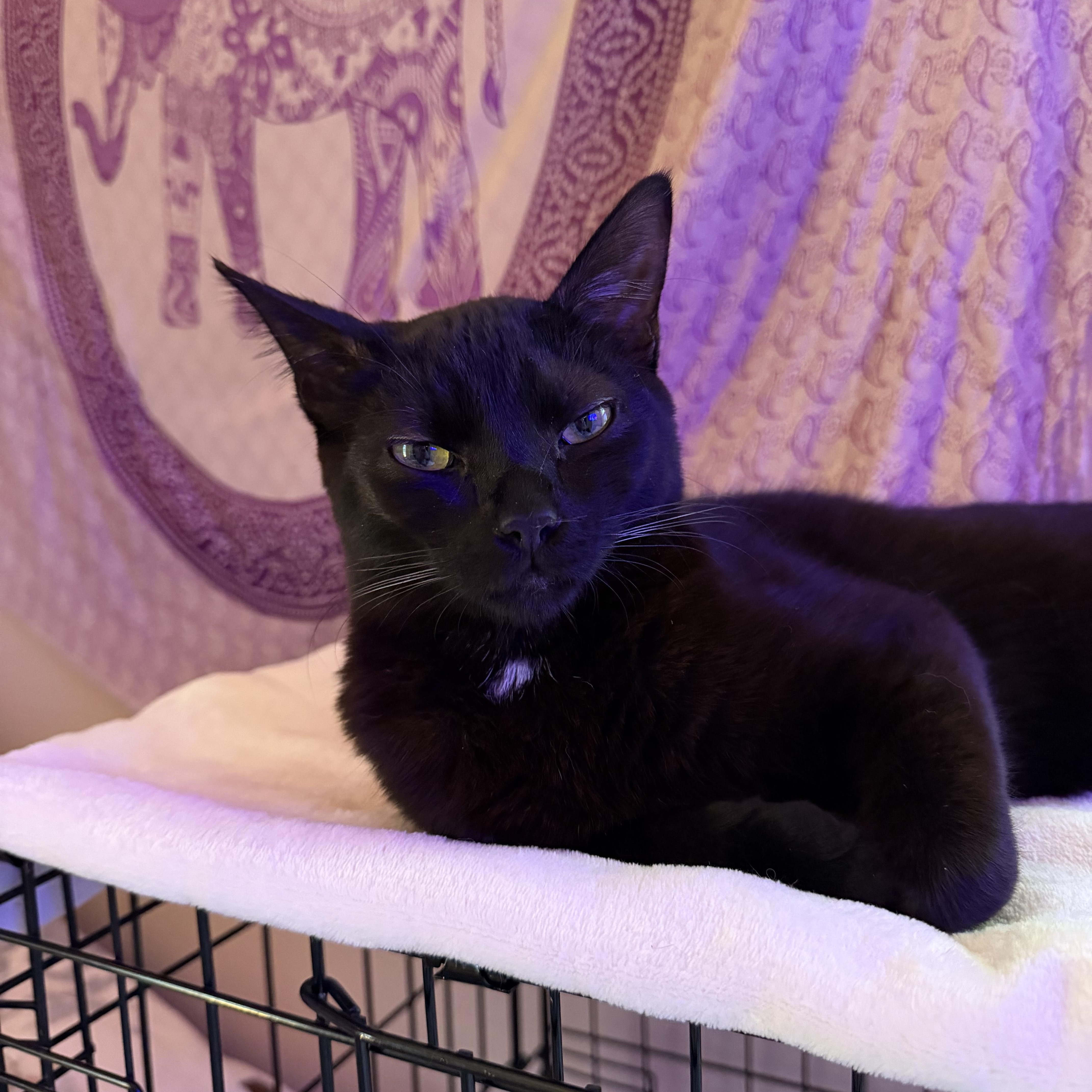 Enlarge Theo & Otis the purrfect duo, a Adoptable Domestic Short Hair in Portland, OR image 2/4