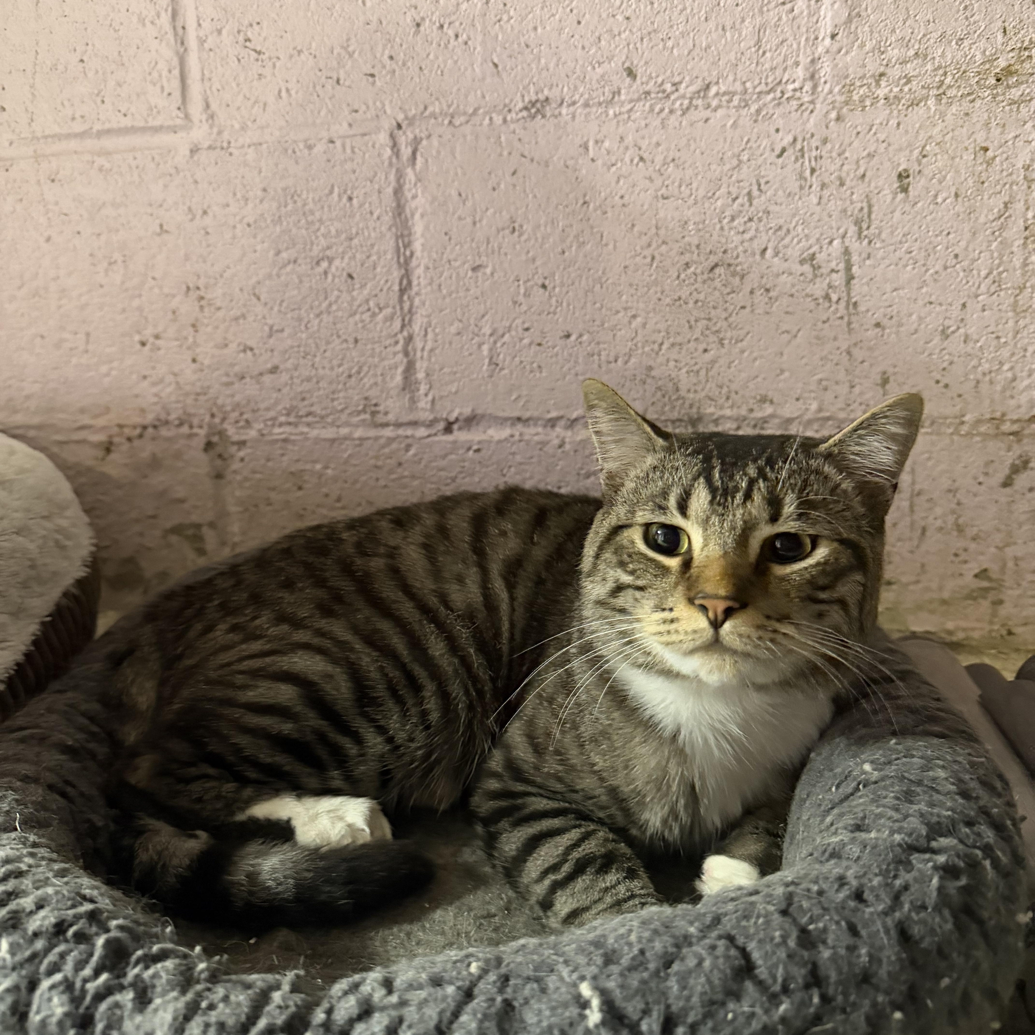 Enlarge Theo & Otis the purrfect duo, a Adoptable Domestic Short Hair in Portland, OR image 3/4