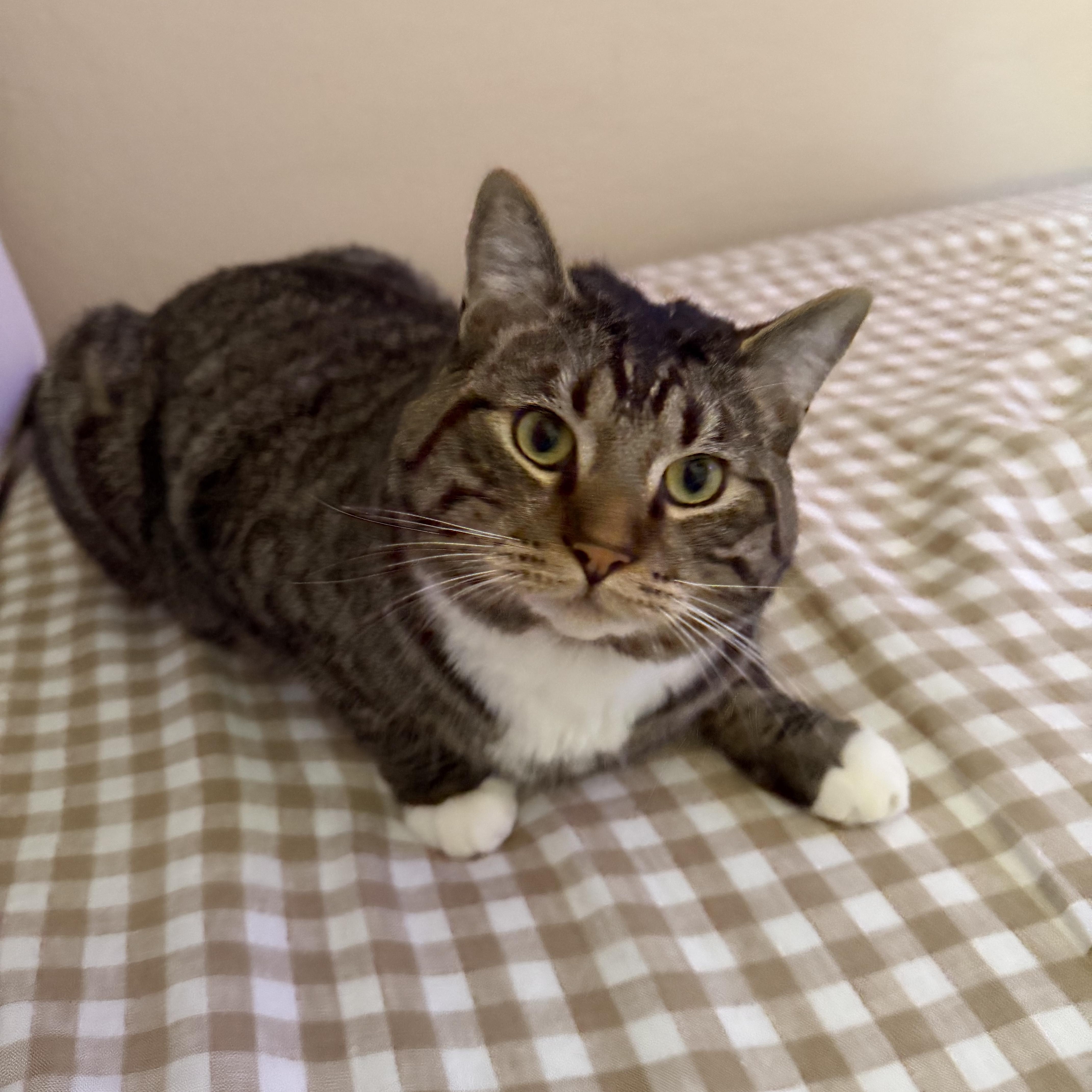 Enlarge Theo & Otis the purrfect duo, a Adoptable Domestic Short Hair in Portland, OR image 1/4