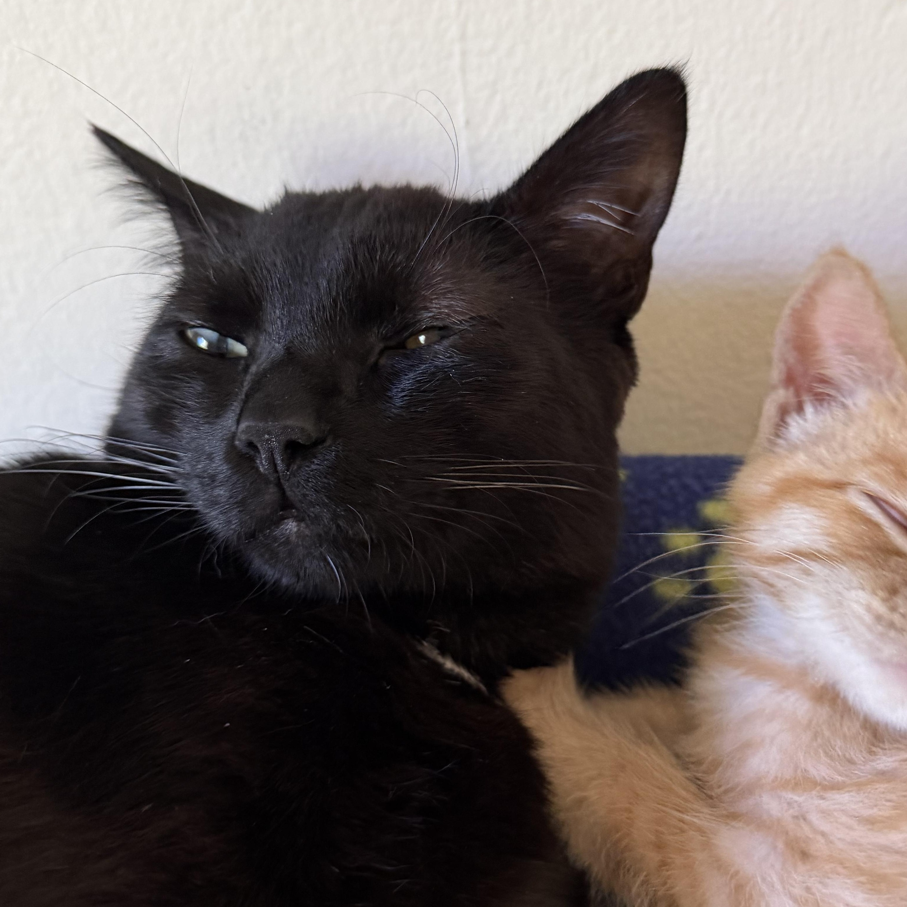 Enlarge Theo & Otis the purrfect duo, a Adoptable Domestic Short Hair in Portland, OR image 4/4