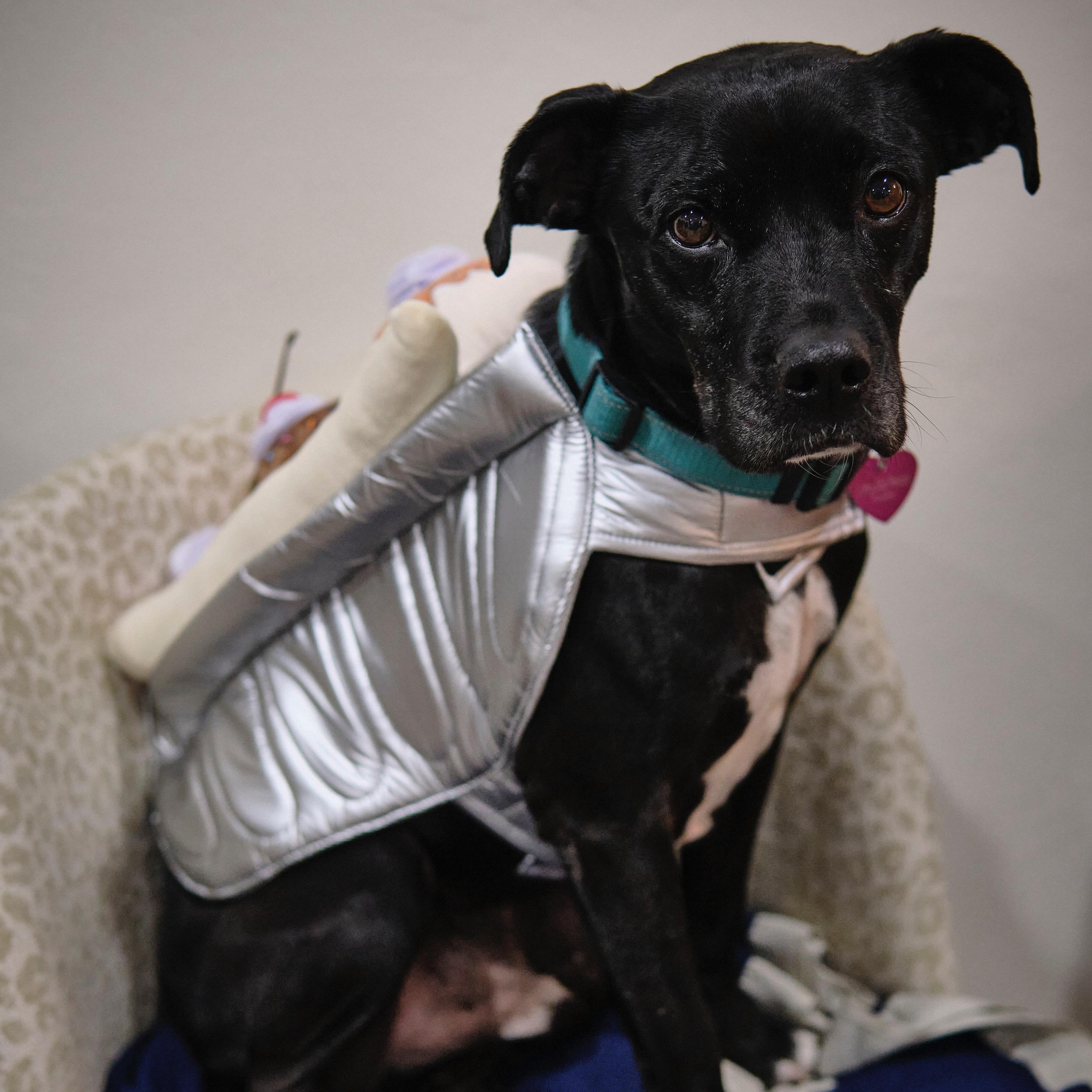 Enlarge Rocket, a Adoptable mixed breed in Pleasanton, CA image 6/6