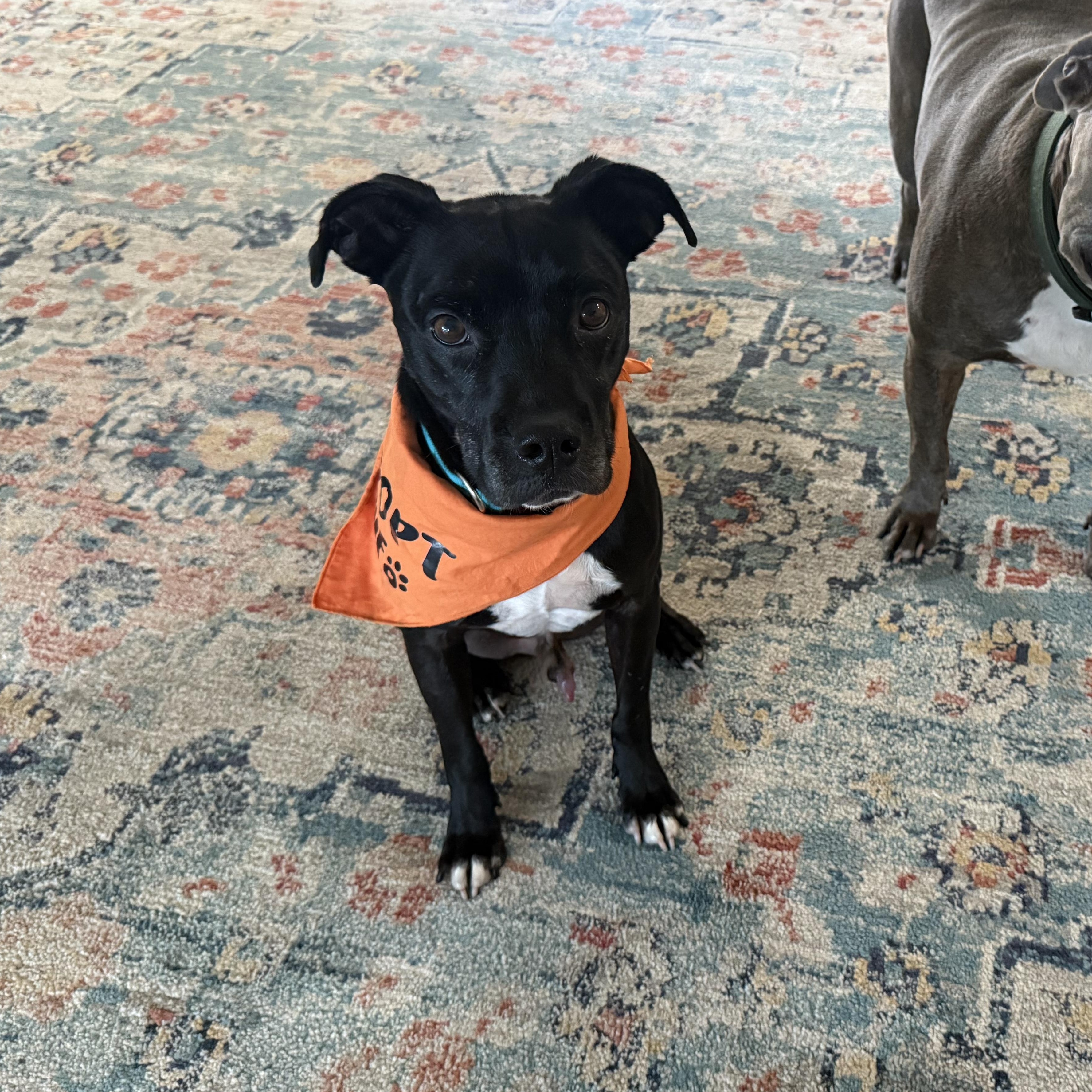 Enlarge Rocket, a Adoptable mixed breed in Pleasanton, CA image 4/6