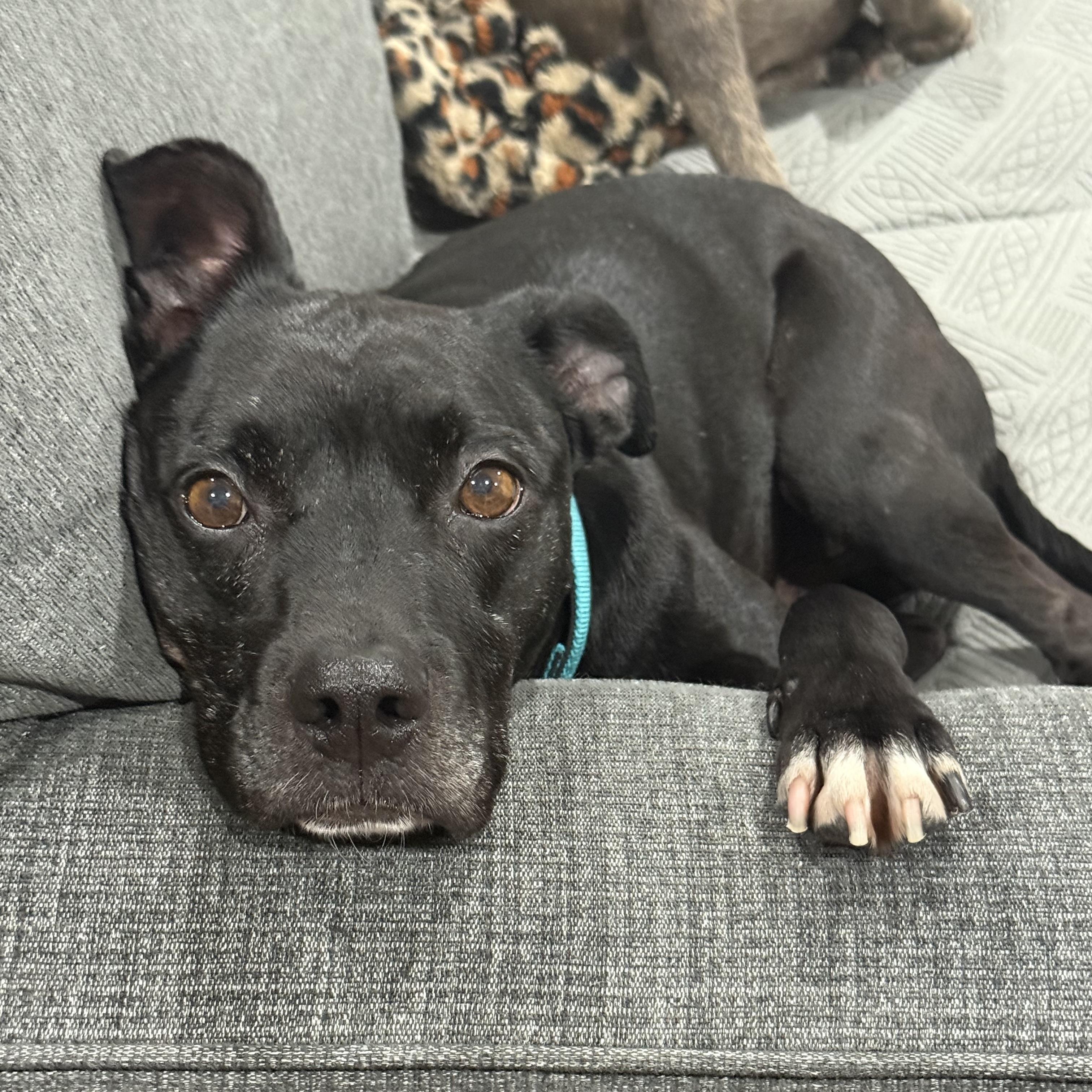 Enlarge Rocket, a Adoptable mixed breed in Pleasanton, CA image 5/6