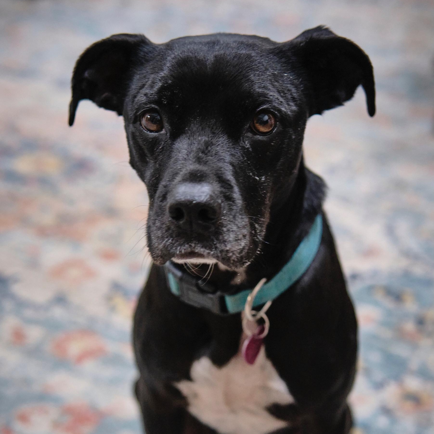 Enlarge Rocket, a Adoptable mixed breed in Pleasanton, CA image 1/6