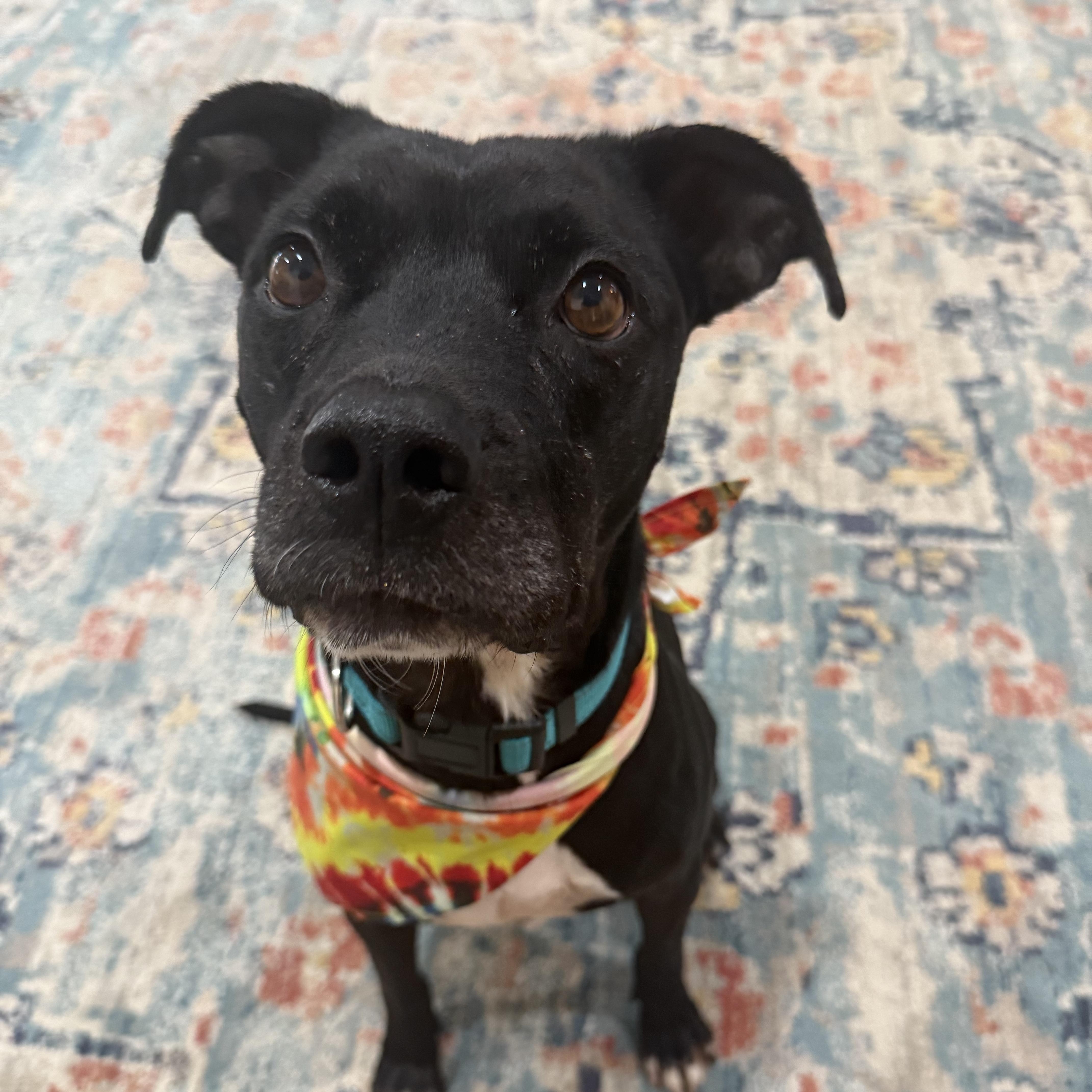 Enlarge Rocket, a Adoptable mixed breed in Pleasanton, CA image 2/6