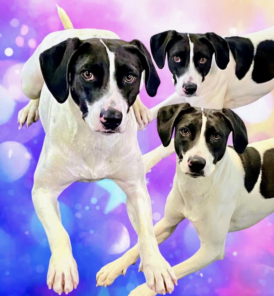 Enlarge Skipper, a Adoptable mixed breed in Westfield, NY image 3/6