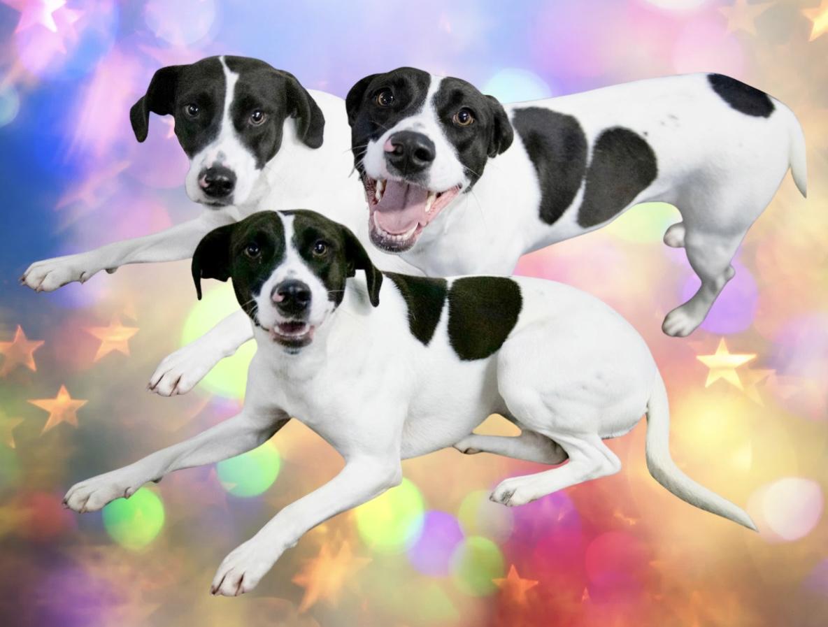 Skipper, Adoptable, Adult Female Mixed Breed.