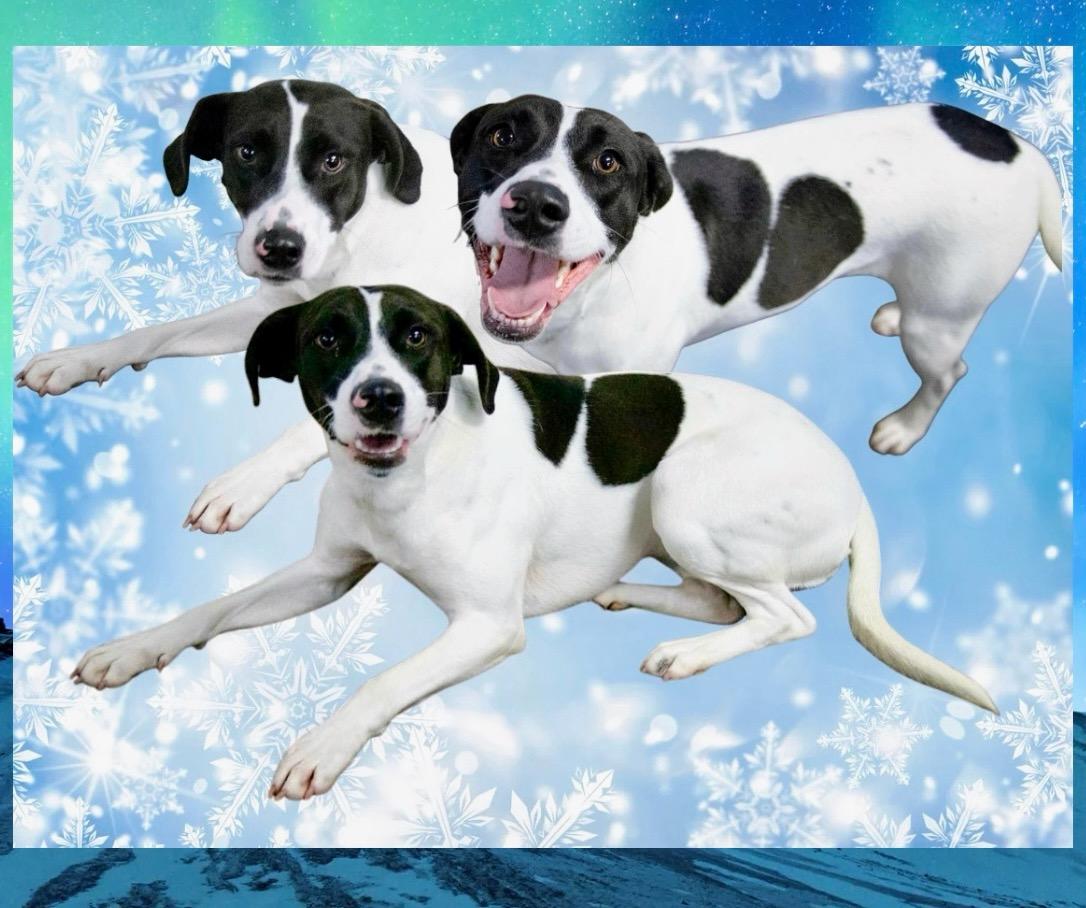 Enlarge Skipper, a Adoptable mixed breed in Westfield, NY image 6/6