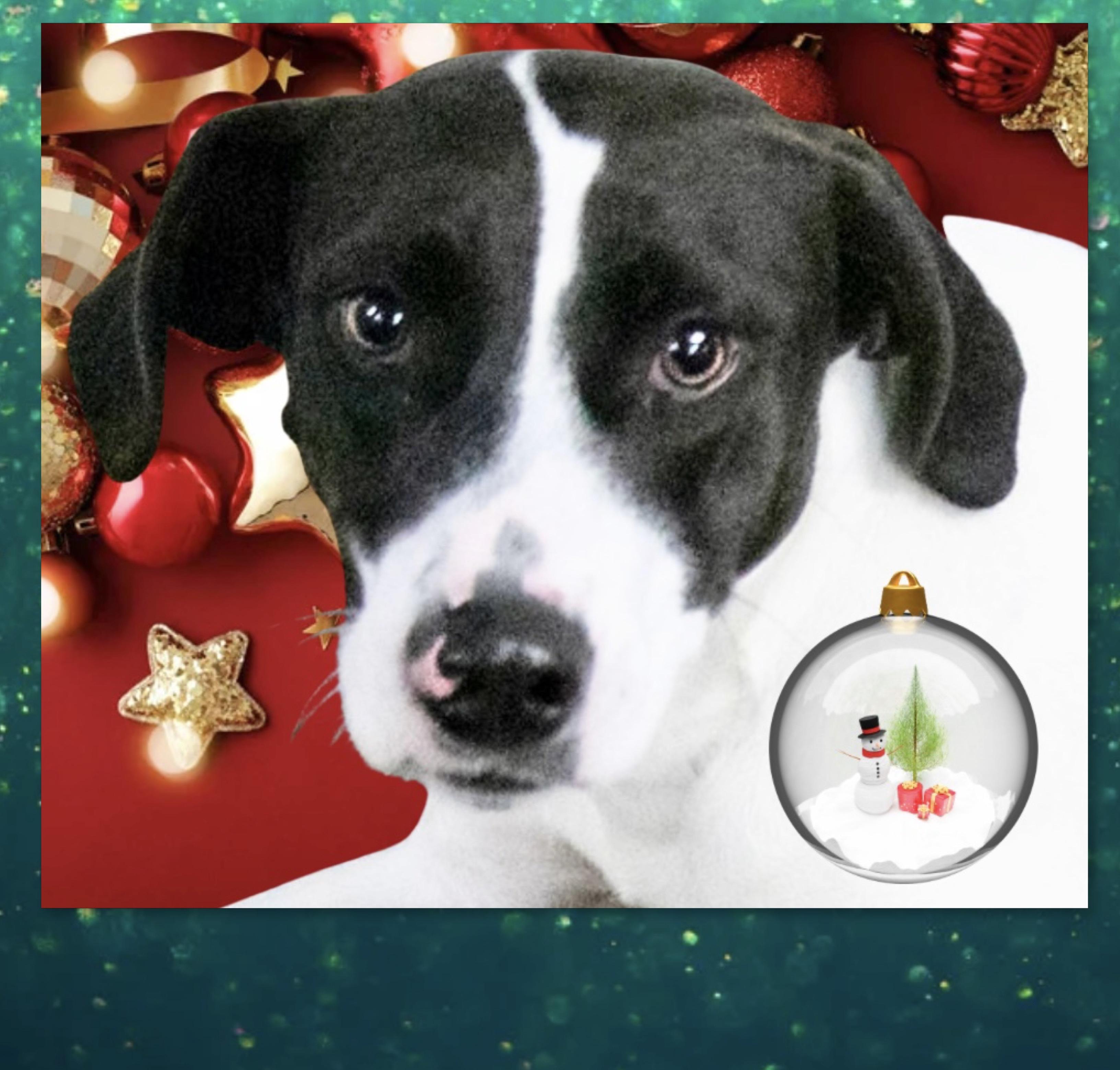 Enlarge Skipper, a Adoptable mixed breed in Westfield, NY image 1/3