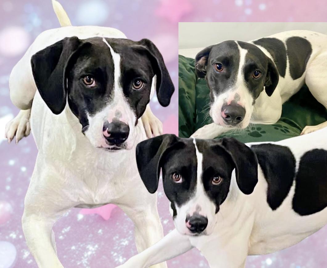 Enlarge Skipper, a Adoptable mixed breed in Westfield, NY image 2/6