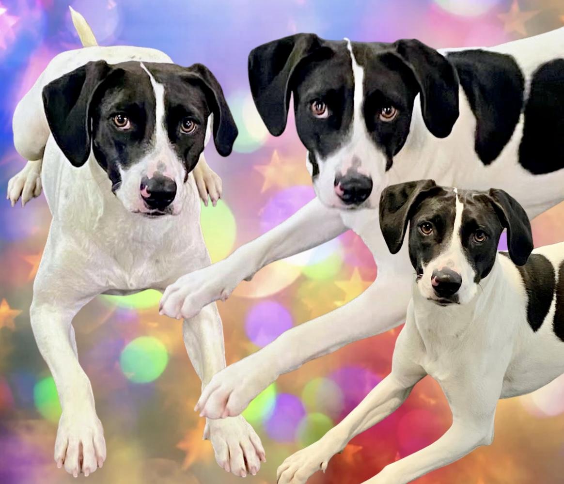 Enlarge Skipper, a Adoptable mixed breed in Westfield, NY image 5/6