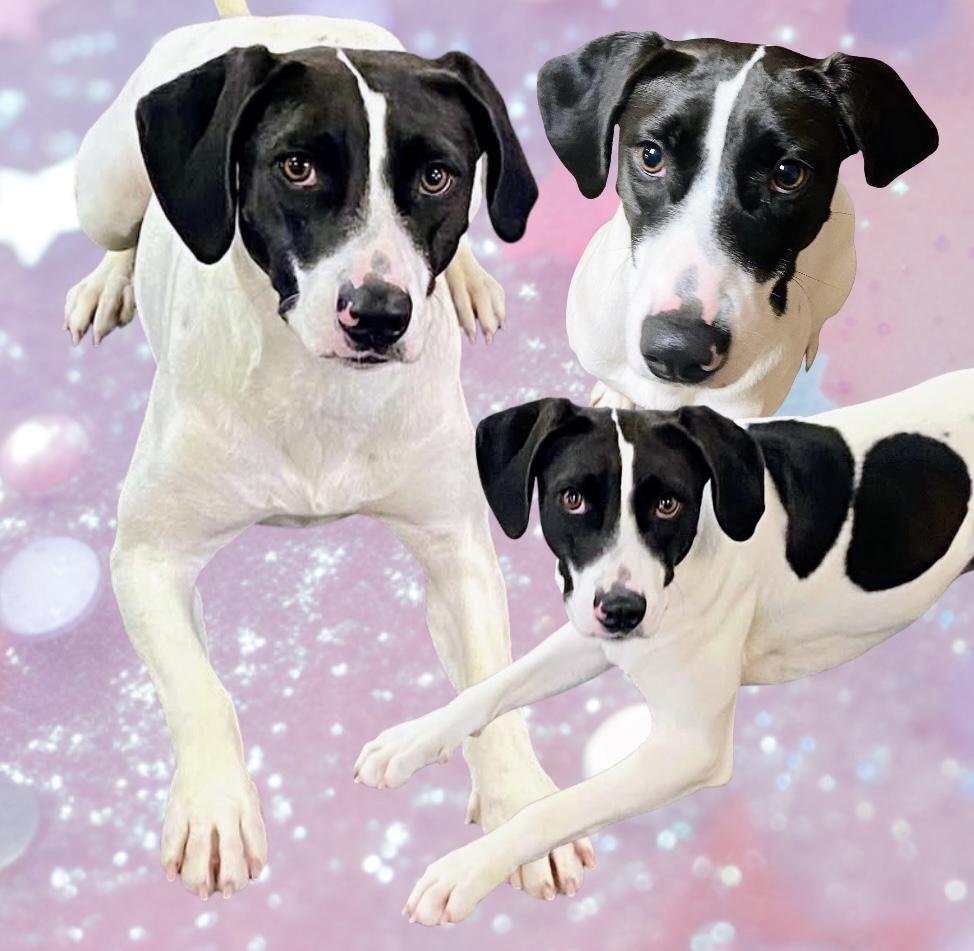 Skipper, Adoptable, Young Female Mixed Breed.