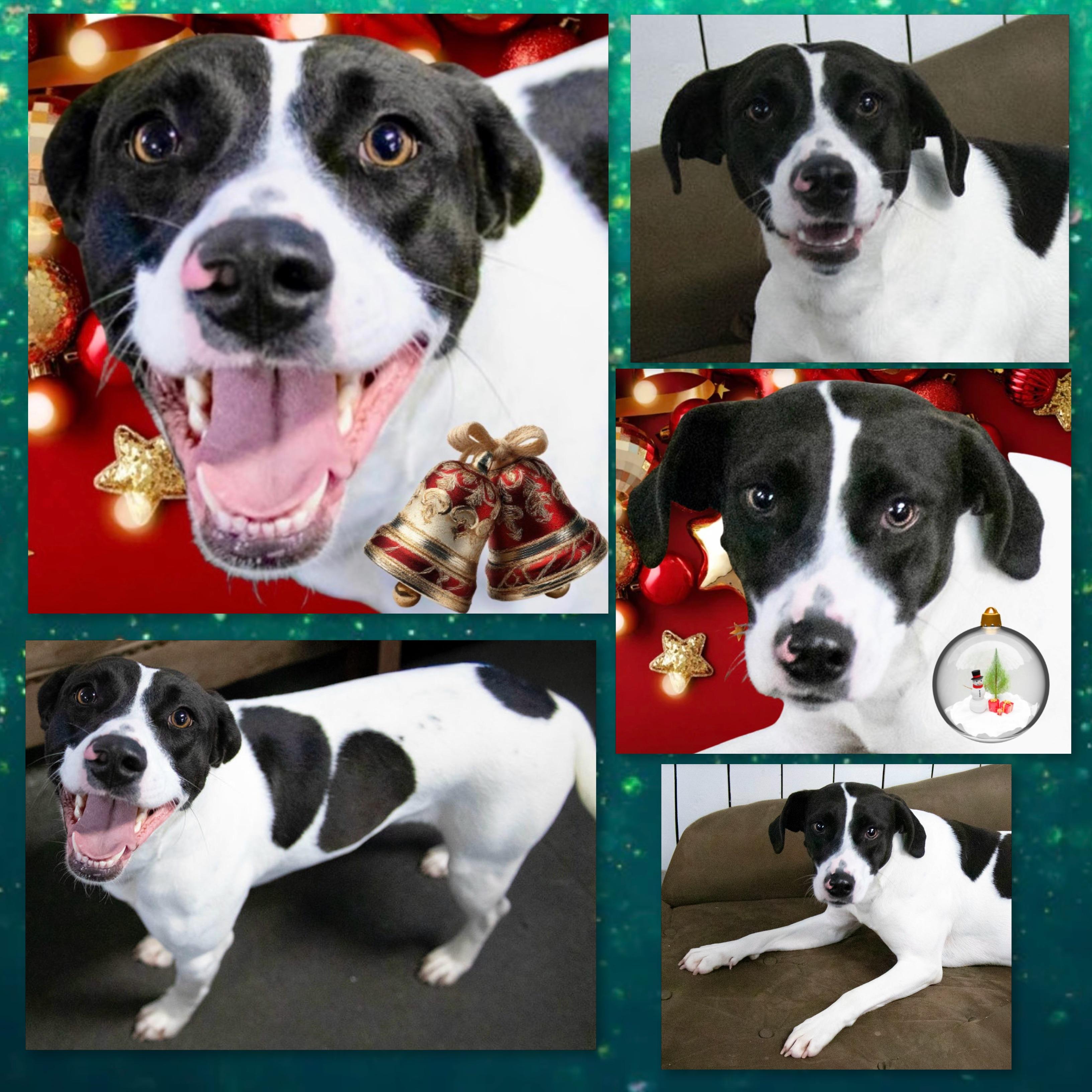 Enlarge Skipper, a Adoptable mixed breed in Westfield, NY image 2/3