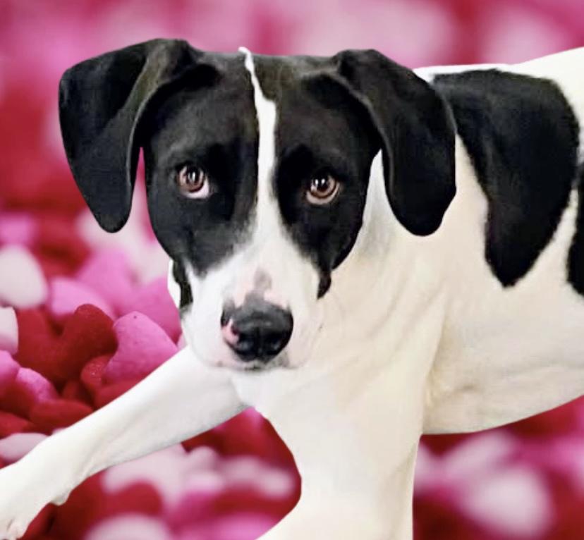 Skipper, Adoptable, Young Female Mixed Breed.