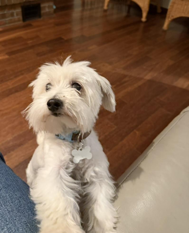 Daisy, a ADOPTABLE Coton de Tulear in Boise, ID image 1/3