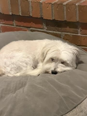 Daisy, a ADOPTABLE Coton de Tulear in Boise, ID image 2/3