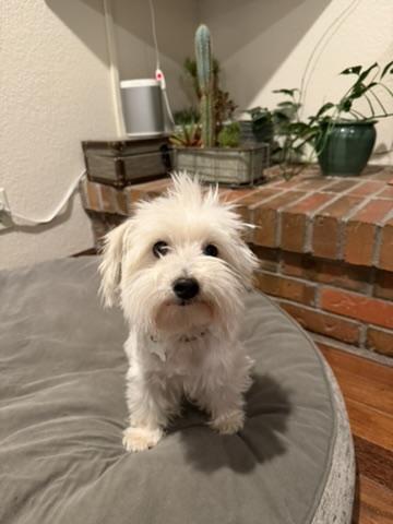 Daisy, a ADOPTABLE Coton de Tulear in Boise, ID image 3/3