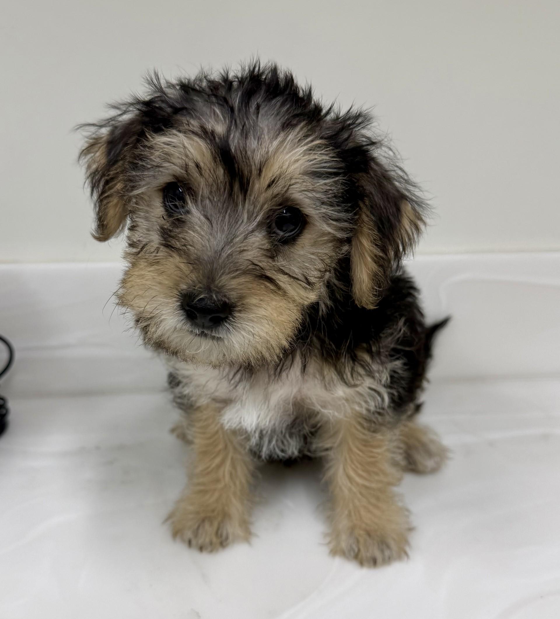 Pooh, Adopted, Puppy Male Yorkshire Terrier & Maltipoo.