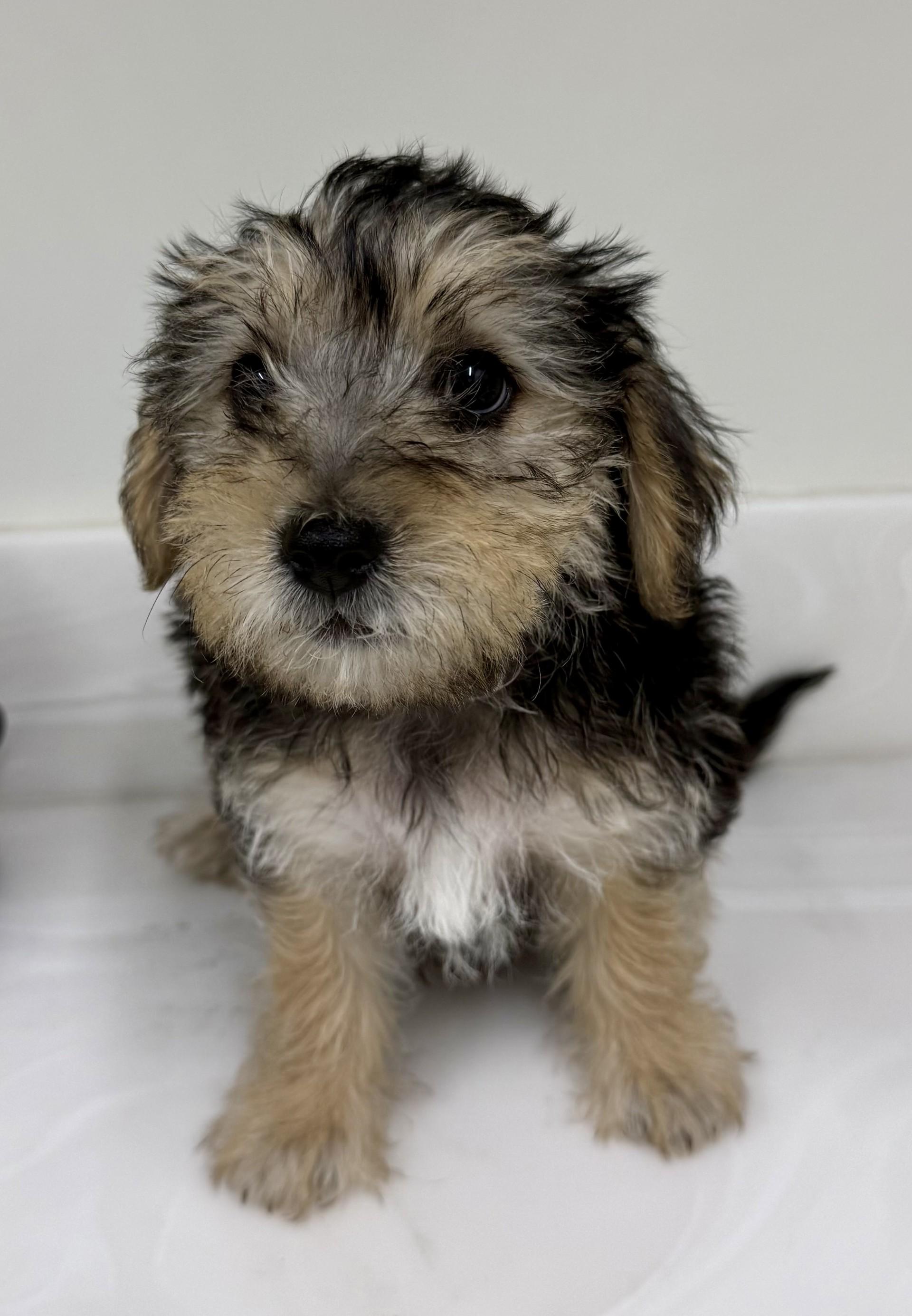 Enlarge Pooh, a Adopted mixed breed in Los Alamitos, CA image 5/6