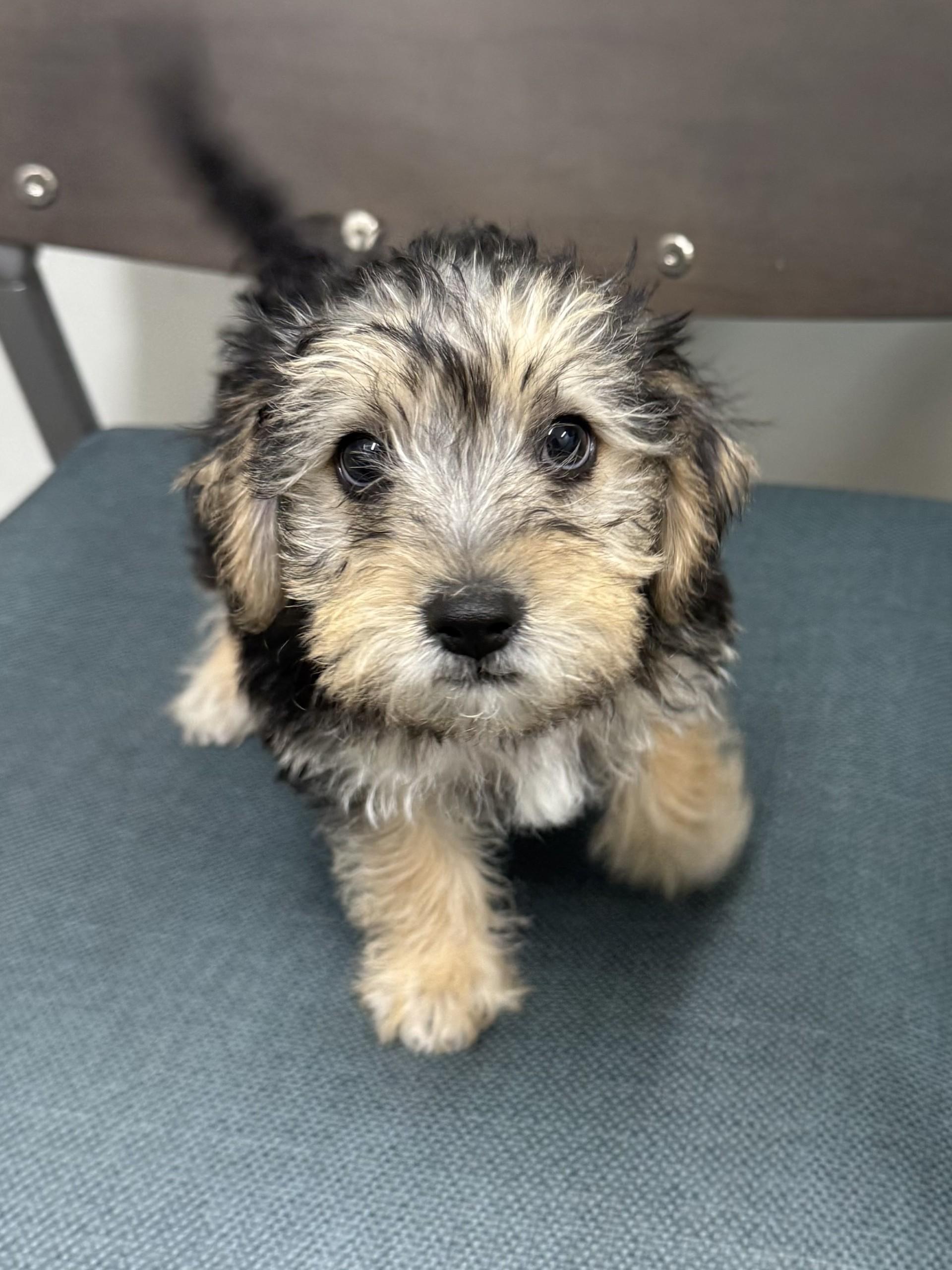 Enlarge Pooh, a Adopted mixed breed in Los Alamitos, CA image 3/6