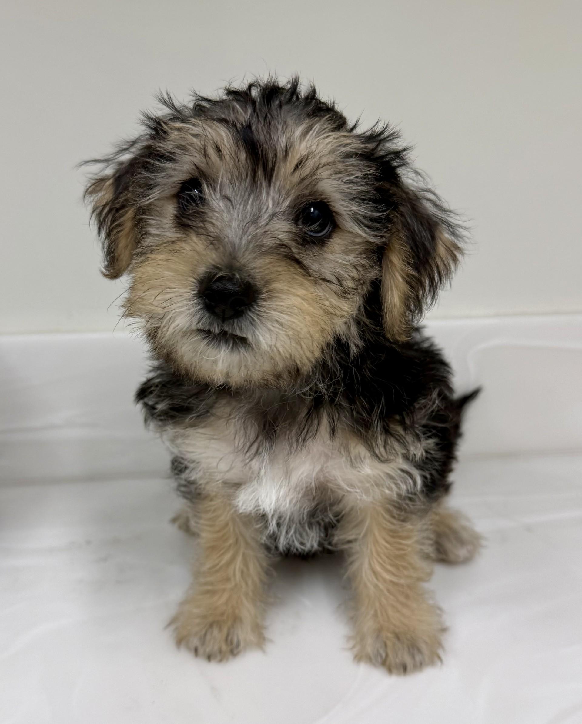 Enlarge Pooh, a Adopted mixed breed in Los Alamitos, CA image 6/6