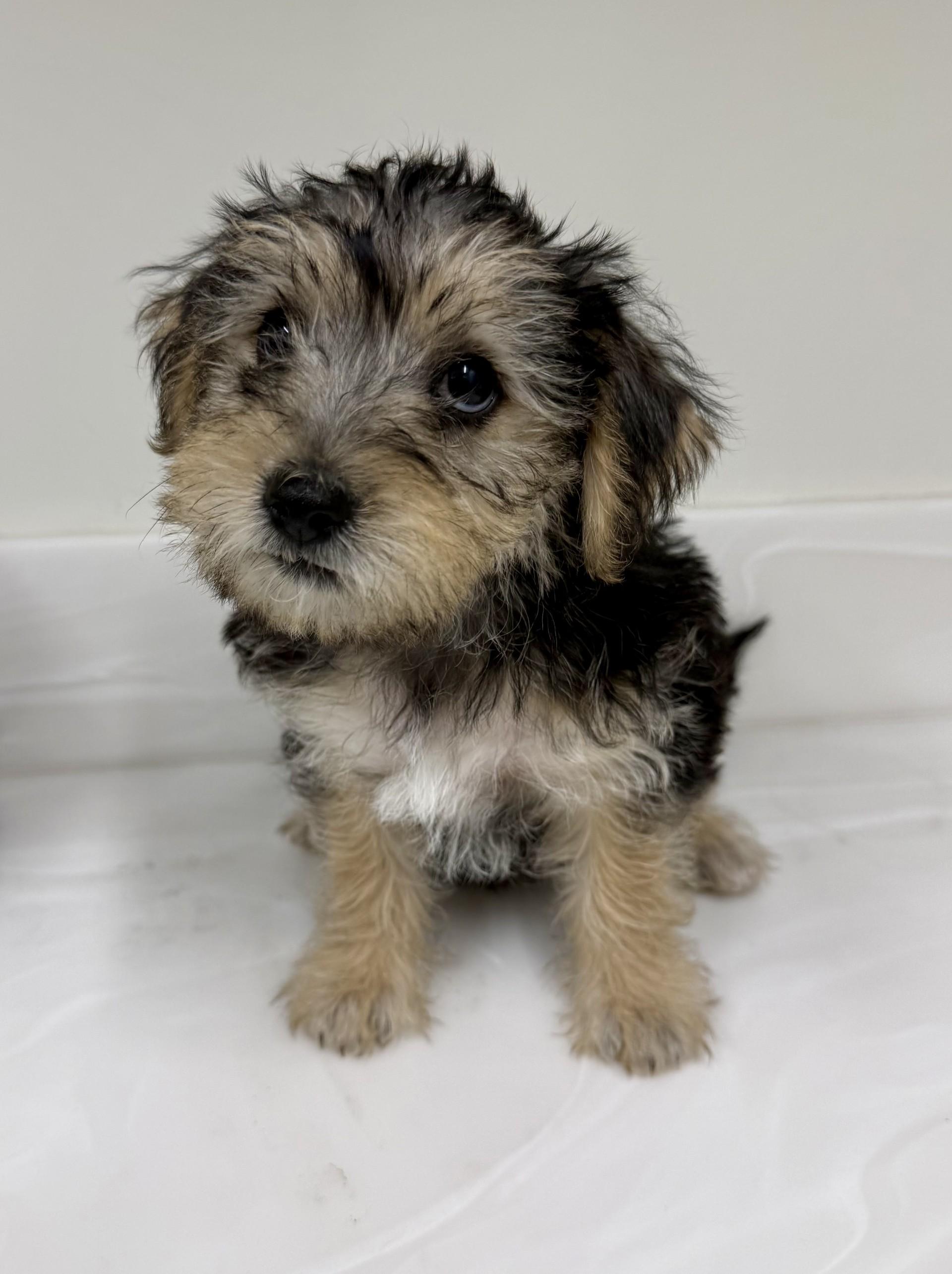 Enlarge Pooh, a Adopted mixed breed in Los Alamitos, CA image 2/6
