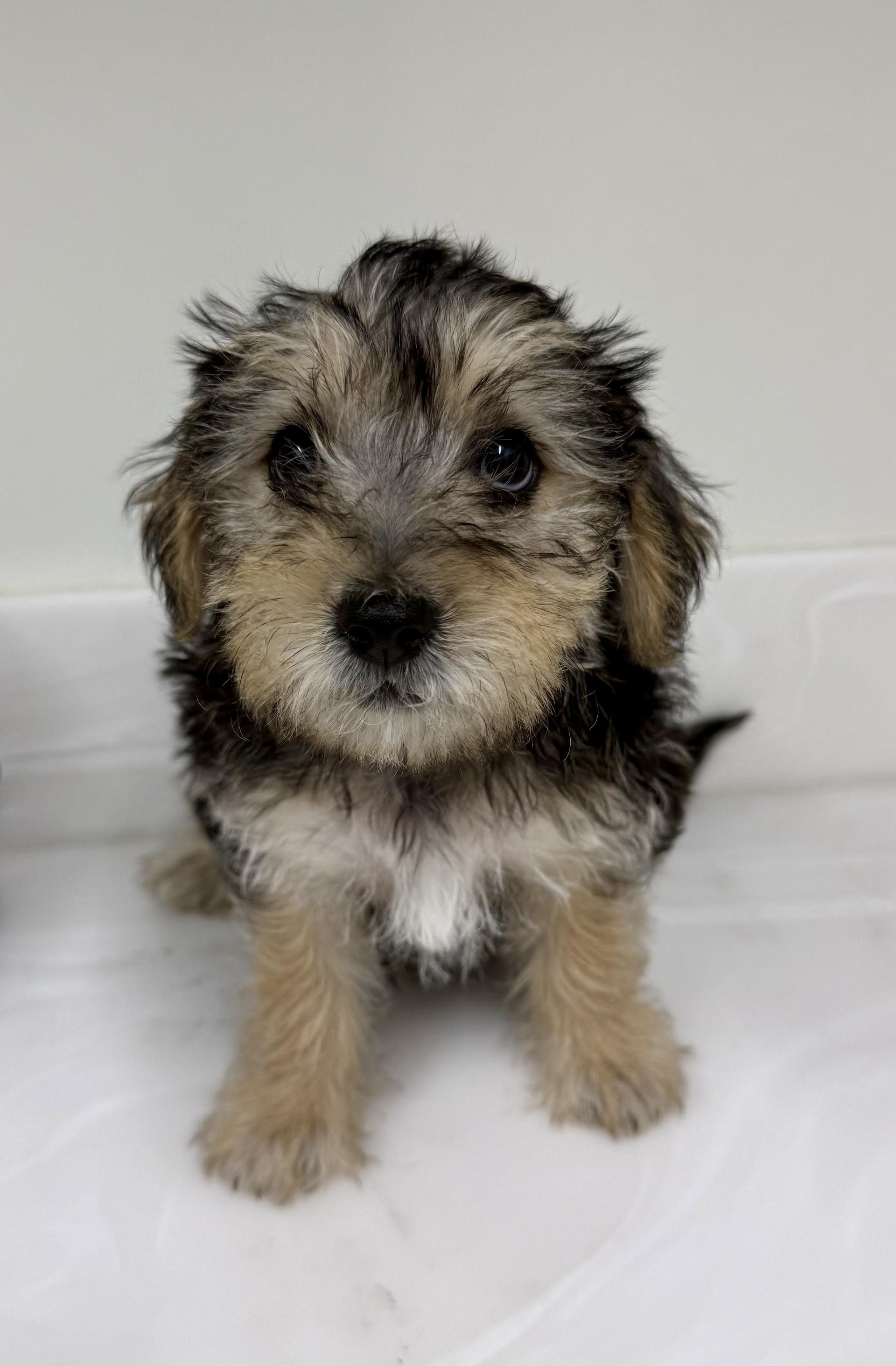 Enlarge Pooh, a Adopted mixed breed in Los Alamitos, CA image 4/6