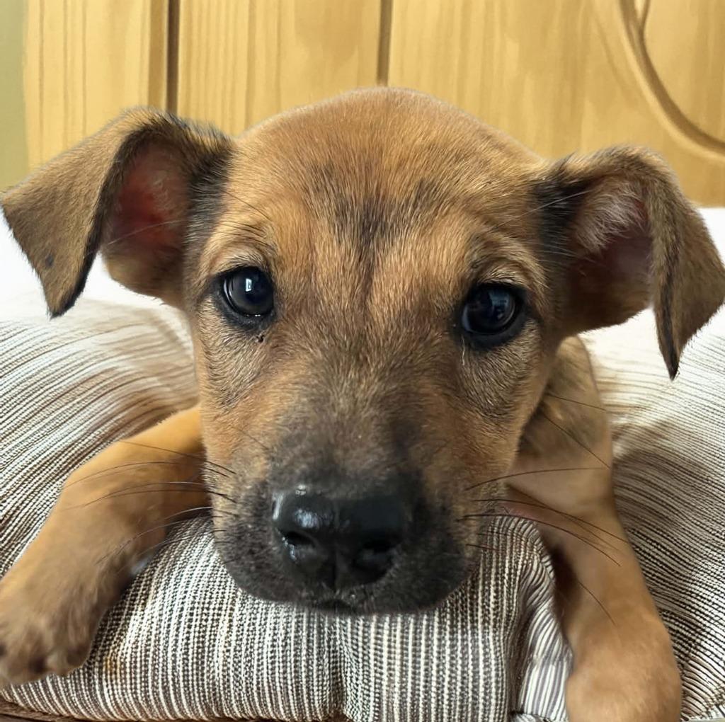 Kimchi, Adoptable, Puppy Female Terrier.