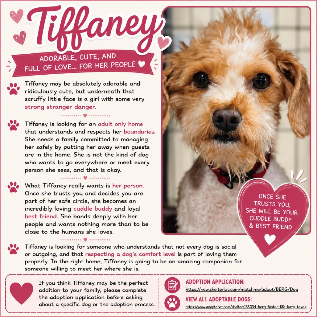 Tiffaney, a Adoptable Poodle (Toy) in Katy, TX image 1/3