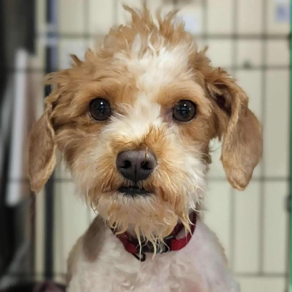 Tiffaney, a Adoptable Poodle (Toy) in Katy, TX image 2/3