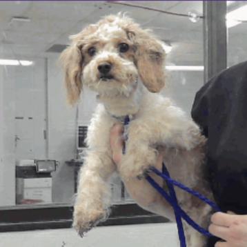 Tiffaney, a Adoptable Poodle (Toy) in Katy, TX image 3/3