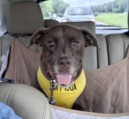 Acorn, Adoptable, Adult Male Terrier & Labrador Retriever.