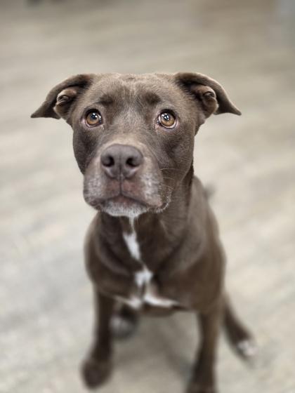 Acorn, Adoptable, Adult Male Terrier & Labrador Retriever.