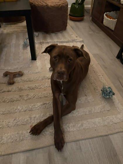 Enlarge Acorn, a Adoptable mixed breed in Gainesville, FL image 2/3