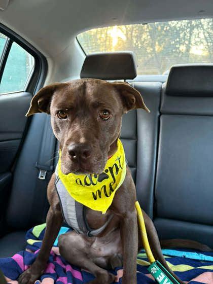 Enlarge Acorn, a Adoptable mixed breed in Gainesville, FL image 3/3